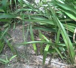 plantitas butia.JPG