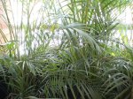 DSC00059.jpg