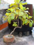 ALMENDRO.JPG