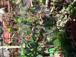 dsc00566ei1.JPG