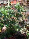 dsc00564yp9.JPG