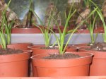 CIMBIDIUM.jpg