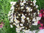 begonia blanca.jpg