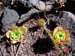 Aeonium DSC02125.JPG