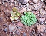 Monanthes 159.jpg