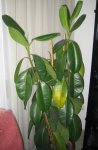 ficus2.jpg