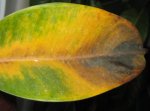 ficus1.jpg