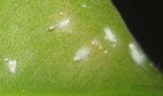 ficus3.jpg