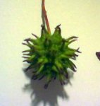 SEMILLA.jpg