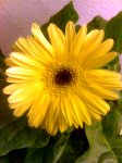 gerbera lidl.jpg