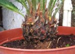 Cycas revoluta 115.JPG