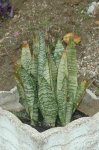 foto planta.jpg