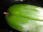 Dsc02770.jpg