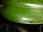 Dsc02771.jpg