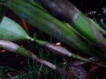 Imagen014.jpg