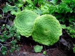 Aeonium T 2000.jpg