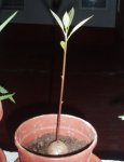 Planta pipa Aguacate-26-11-06.jpg