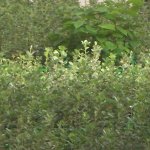 planta.jpg