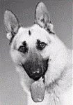 rintintin.JPG