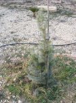 PIC_0012r.jpg
