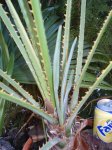 PIC_0002r.jpg