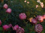 DSC00906.JPG