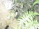 oncidium morenoi.jpg