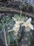 sthanopea sp..jpg
