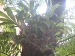 catasetum fimbriatum.jpg