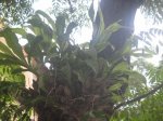 catasetum fimbriatum 3.jpg