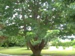 Arce de Florida árbol.JPG