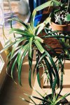 Dracena enferma-1.JPG