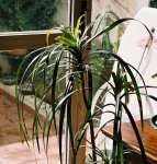 Dracena enferma-2.jpg