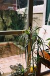 Dracena enferma-3.JPG