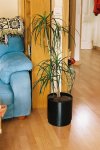 Dracena enferma 5.JPG