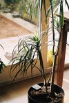 Dracena enferma -4.JPG