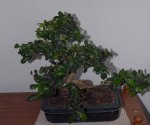 Bonsai Camona.jpg