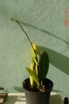 Noviembre 2006 018.jpg