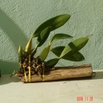 Noviembre 2006 019.jpg