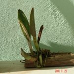 Noviembre 2006 020.jpg