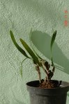 Noviembre 2006 021.jpg