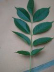 hoja.JPG
