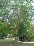 Arbol desconocido.JPG