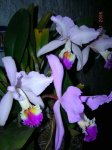 Orquideas 010.jpg