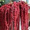 Amaranthus caudatus.jpg