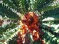 zululand_cycad.jpg