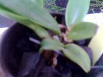 PLANTULA10.jpg