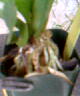 PLANTULA4.jpg