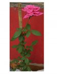 rosa.jpg