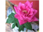 rosa1.jpg